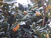 On the Piazza di Pace.jpg